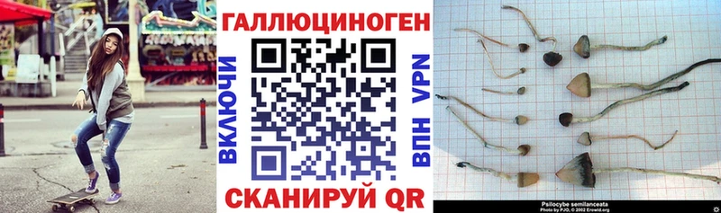 как найти закладки  Нариманов  Псилоцибиновые грибы Psilocybine cubensis 